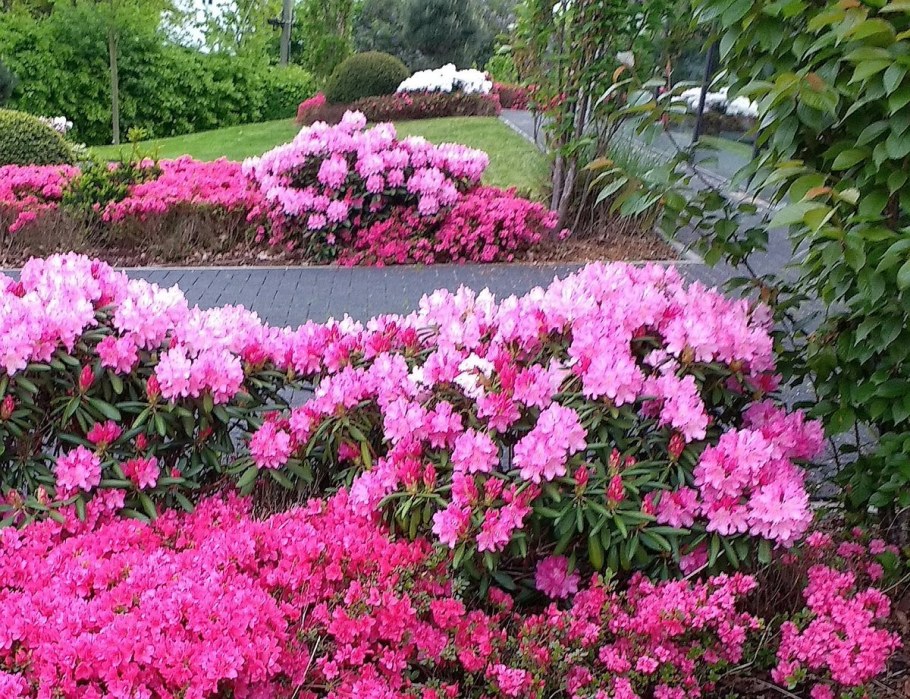 Азалия рододендрон