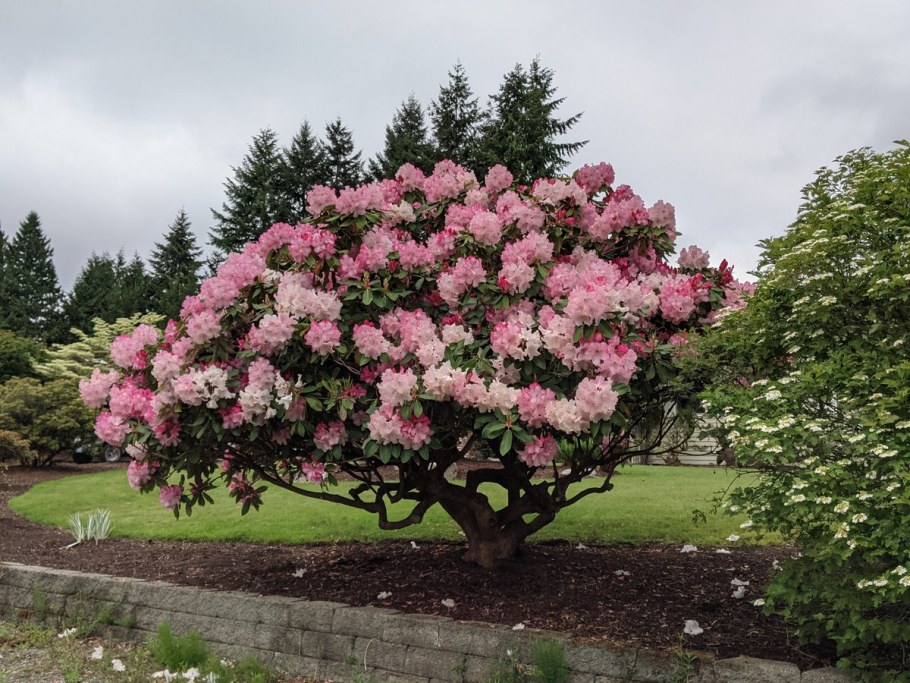 Рододендрон Гаага