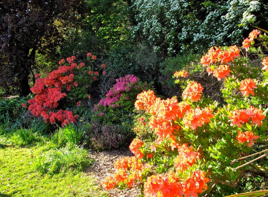 Рододендрон бриллиант куст