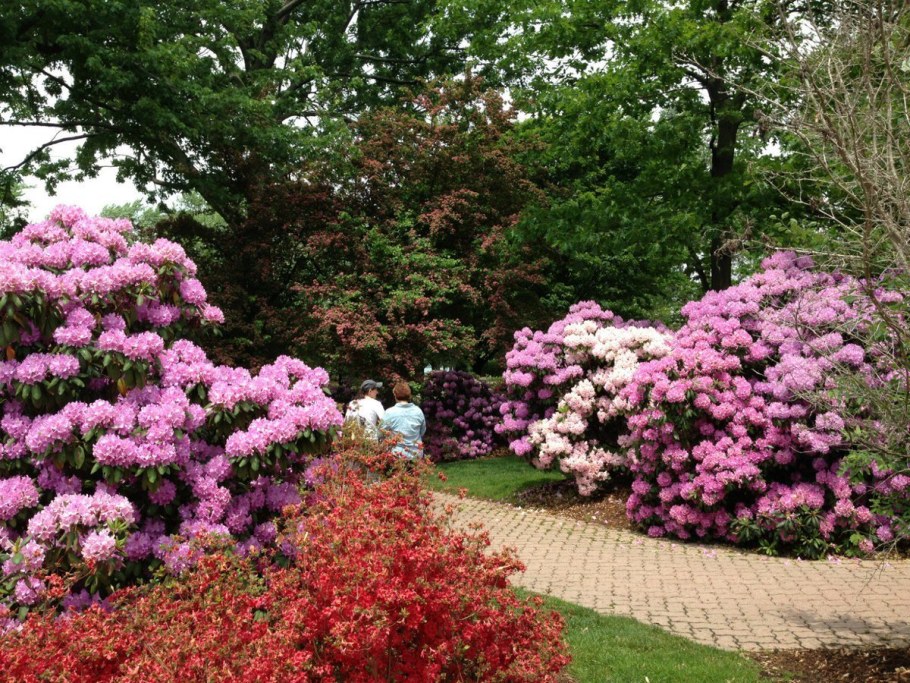Рододендрон парк