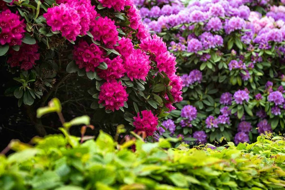 Рододендрон вечнозеленый куст