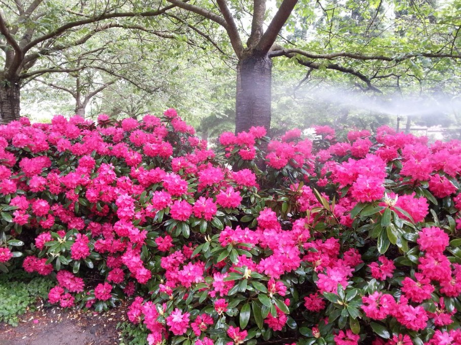 Азалия рододендрон древовидная