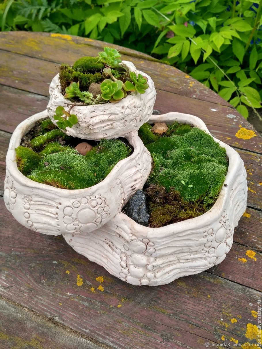 Молодило гипертуф