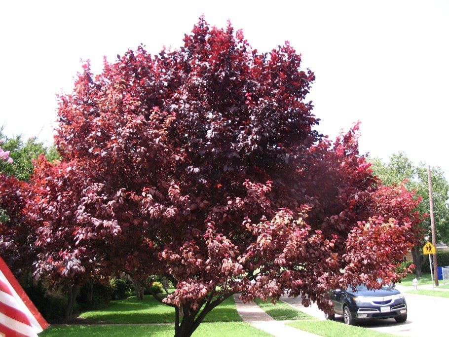 Черёмуха Шуберт краснолистная