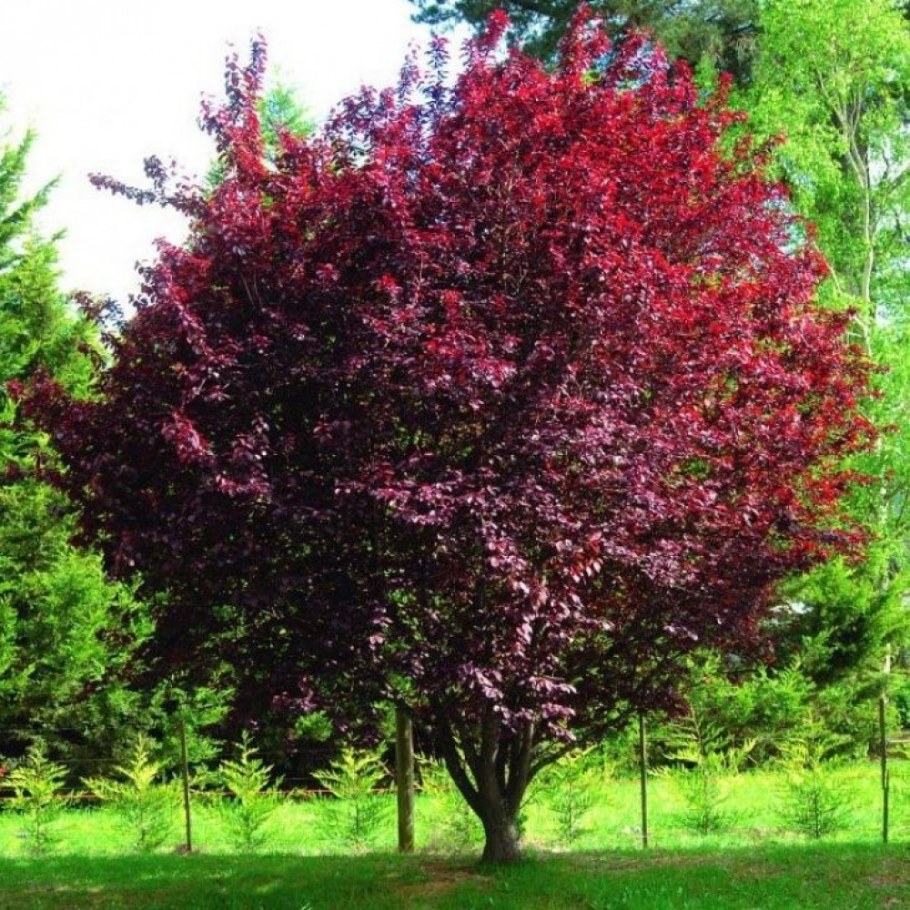 Черемуха краснолистная