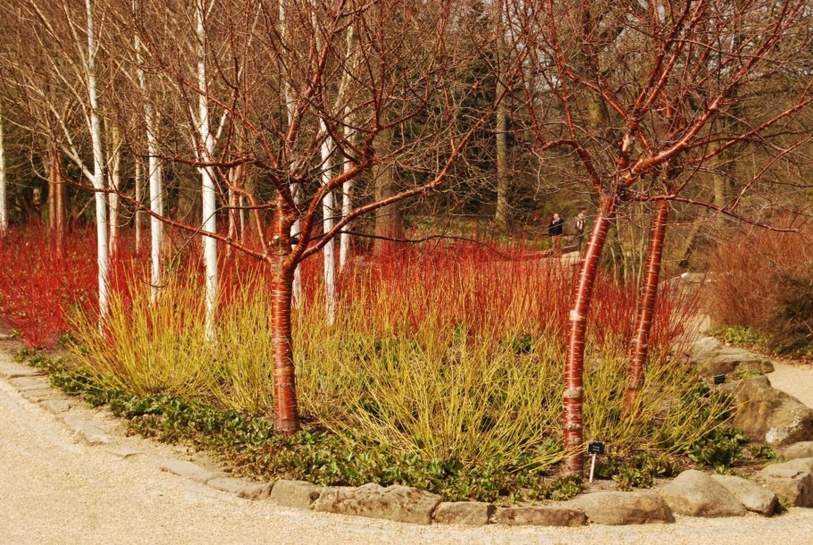 Дерен белый Сибирика Живая изгородь