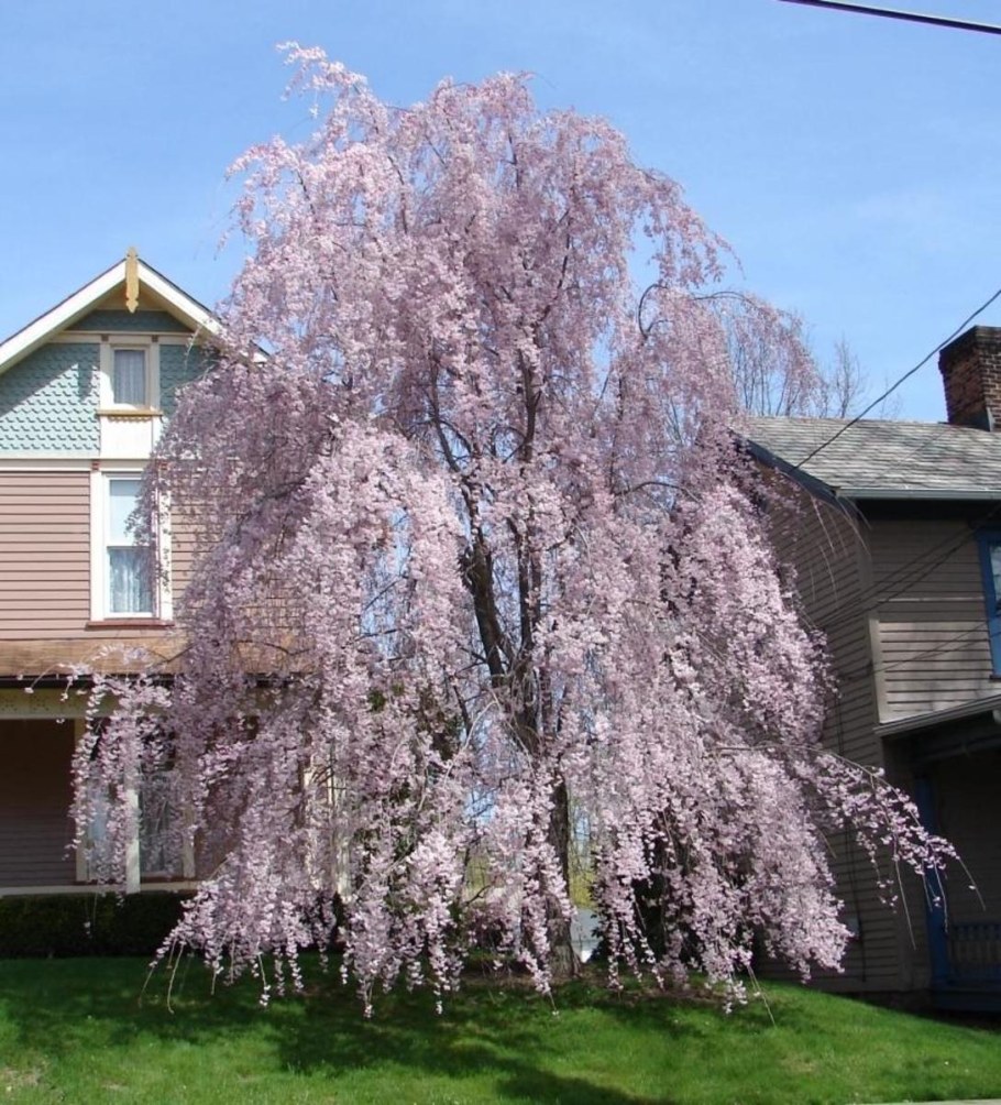 Prunus subhirtella 'pendula' (вишня)