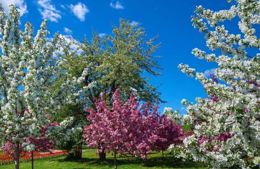 Екатерининский парк яблони Недзвецкого
