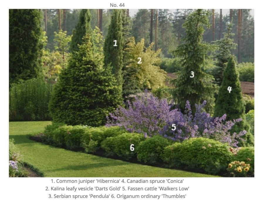 Миксбордер гортензия Кипарис можжевельник