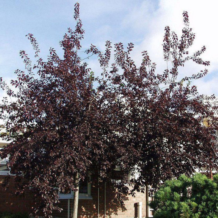 Черемуха виргинская Prunus virginiana