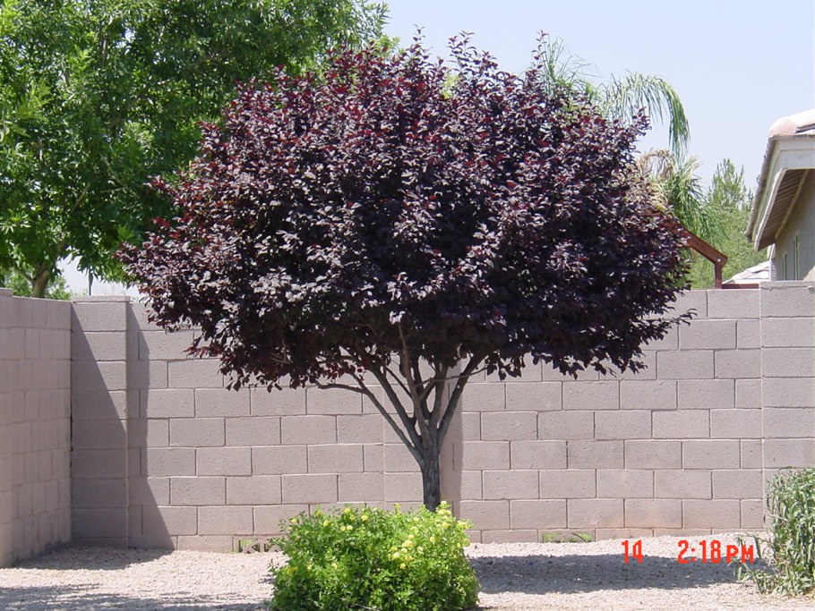 Черёмуха Шуберт краснолистная