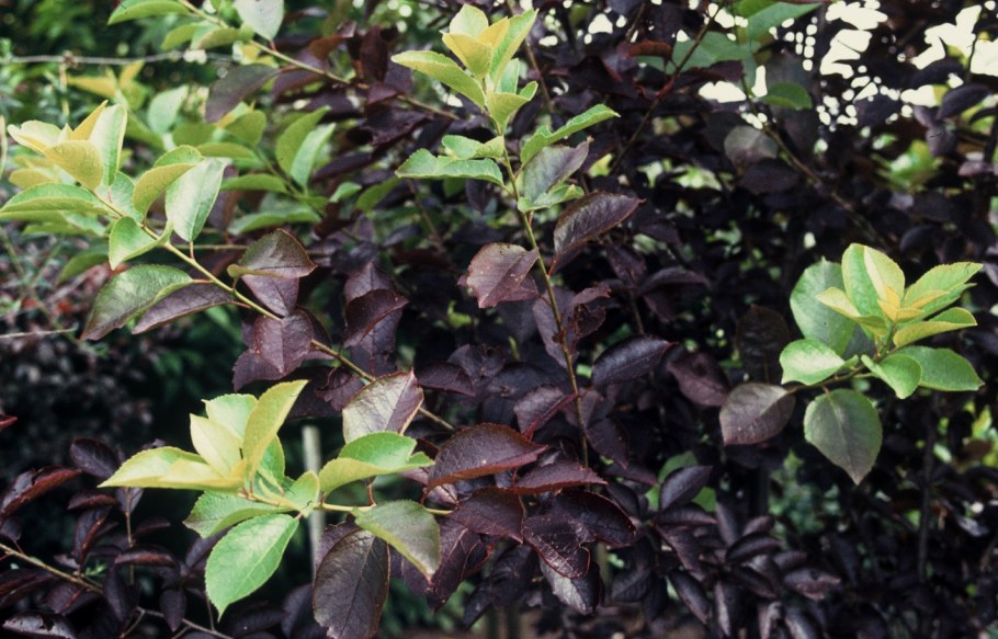 Черемуха виргинская Шуберт (Prunus virginiana Shubert)