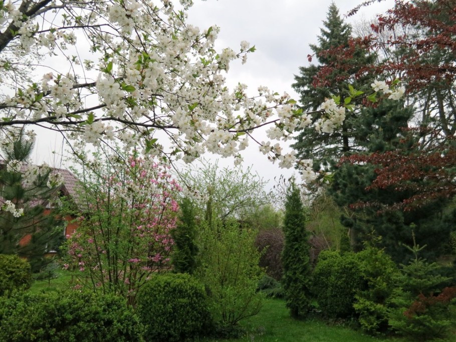 Черемуха декоративная краснолистная