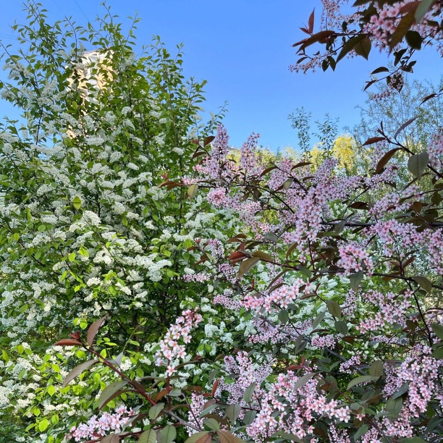 Розовая черемуха что с чем скрещено