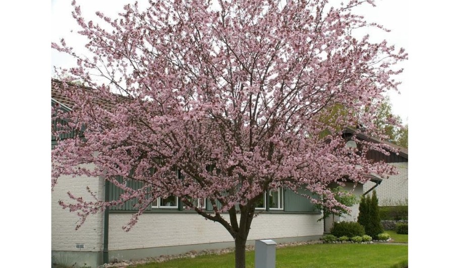 Черемуха Колората