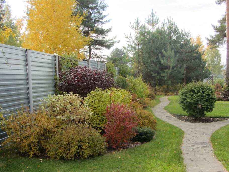 Пузыреплодник Андре изгородь