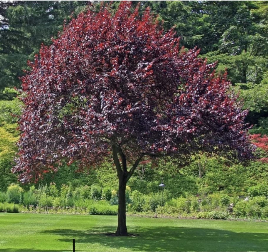 Черемуха виргинская Prunus virginiana Shubert