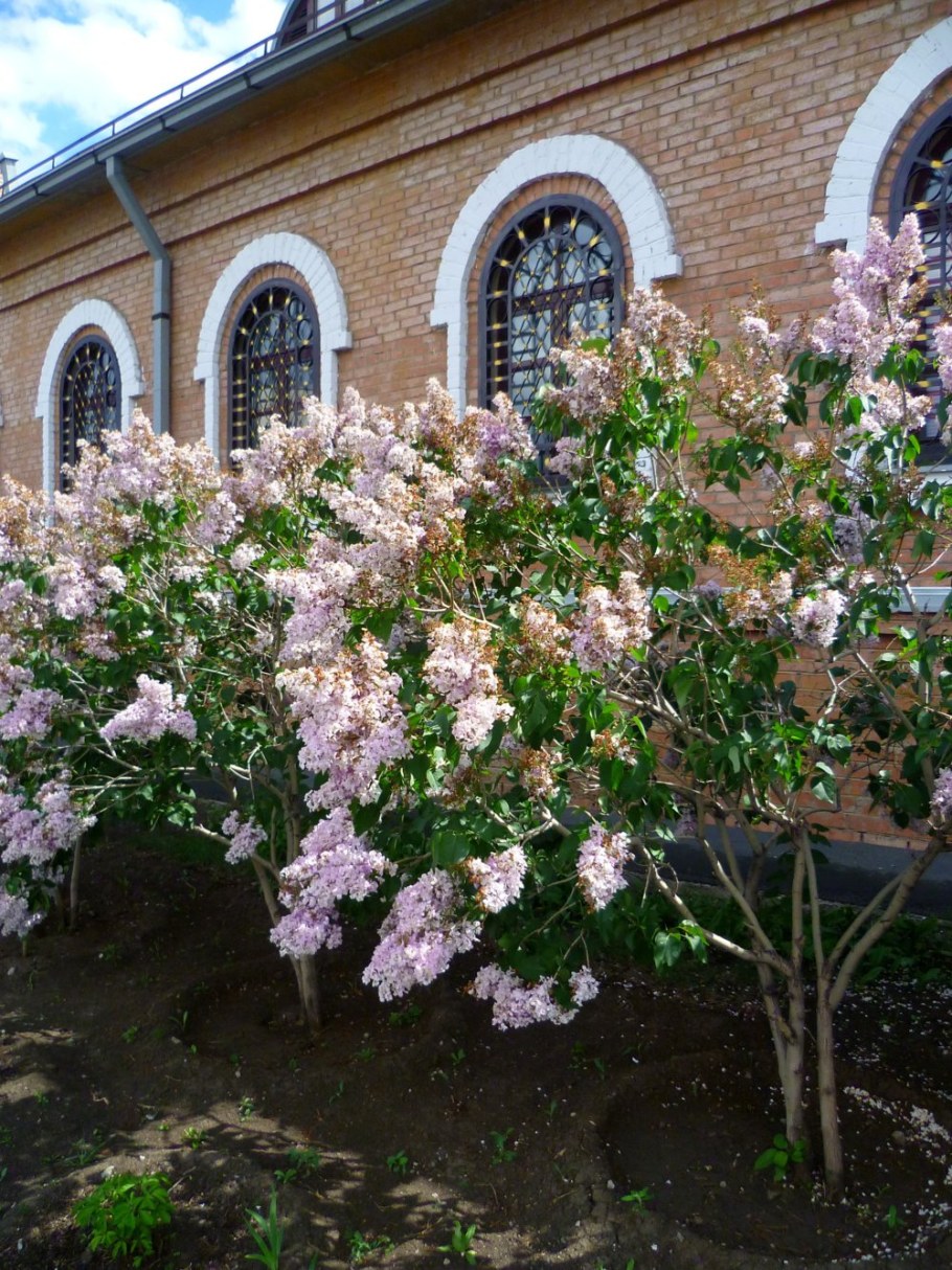 Черемуха Шуберта в ландшафте