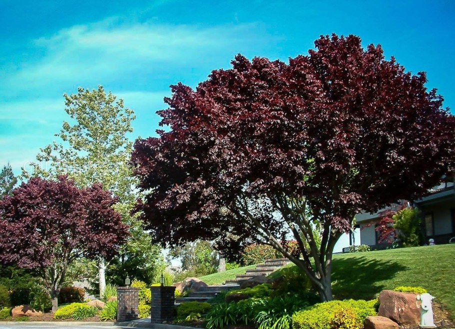 Яблоня краснолистная Роял