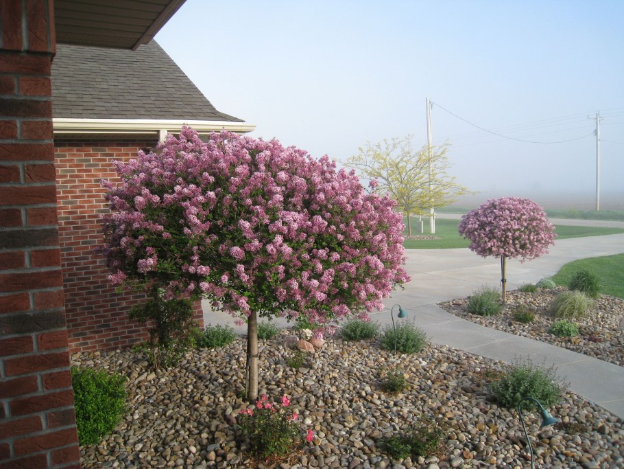 Сирень Мейера Палибин на штамбе