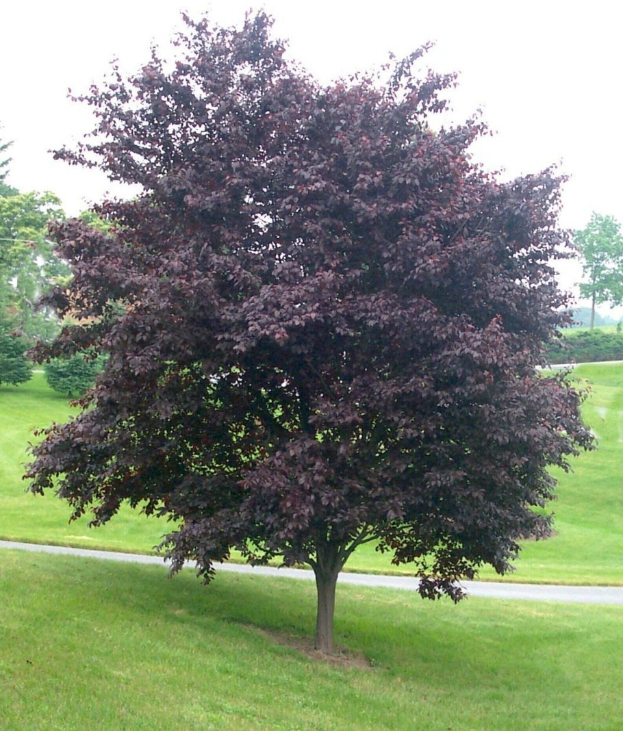 Черёмуха виргинская Shubert