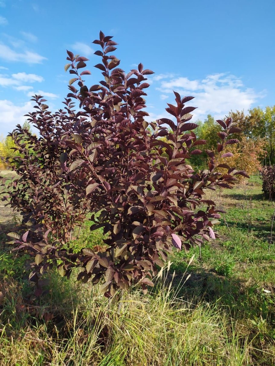 Подорожник краснолистный