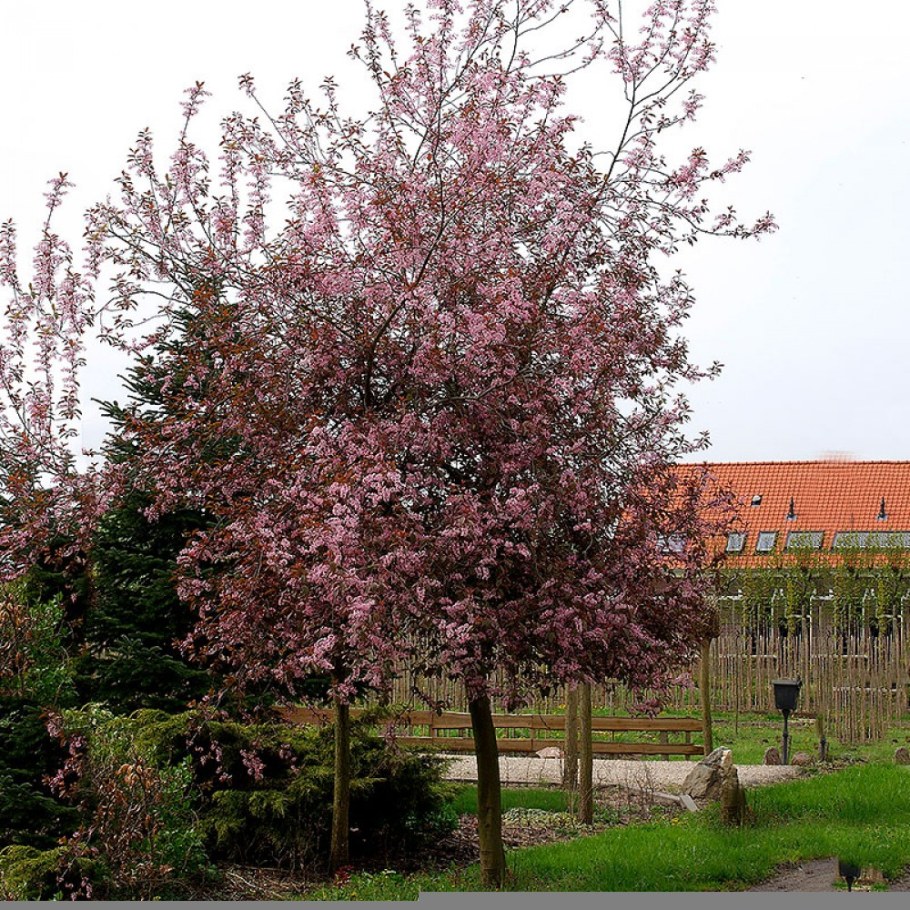 Черемуха Колората