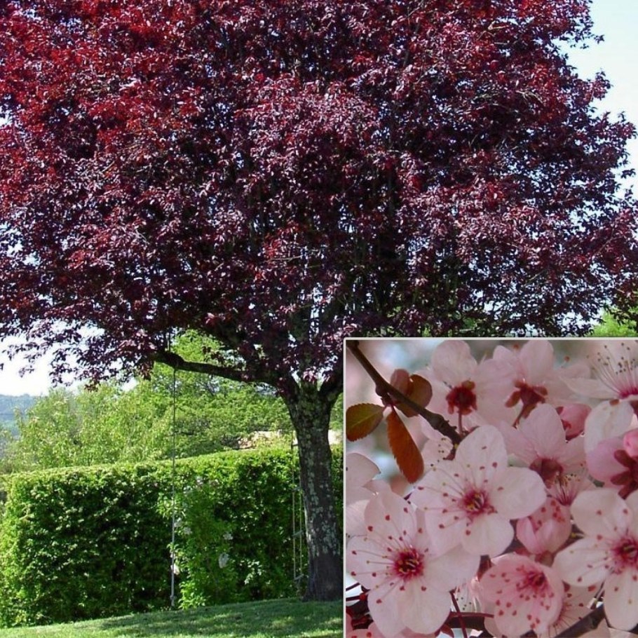 Черемуха краснолистная Сибирская красавица