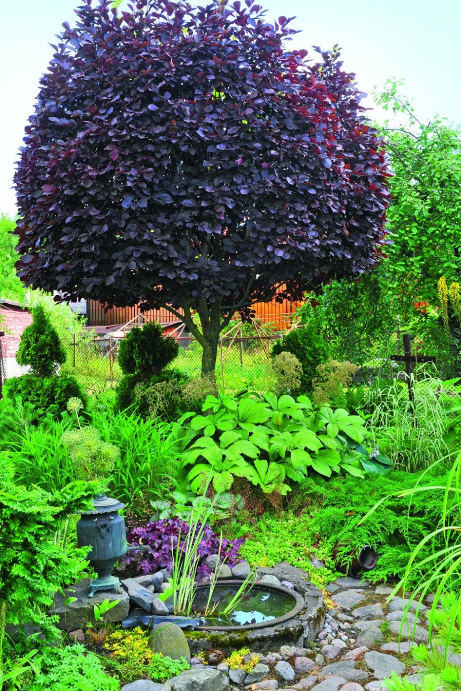 Черемуха пурпурная Сибирская красавица