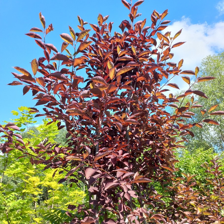 Лещина обыкновенная краснолистная