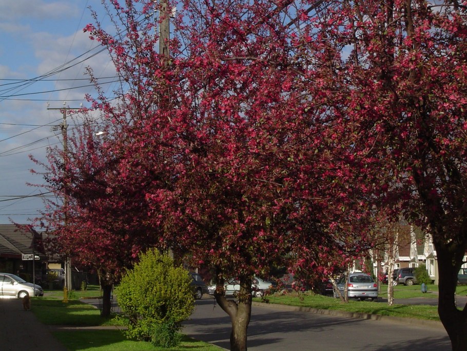 Яблоня краснолистная роялти