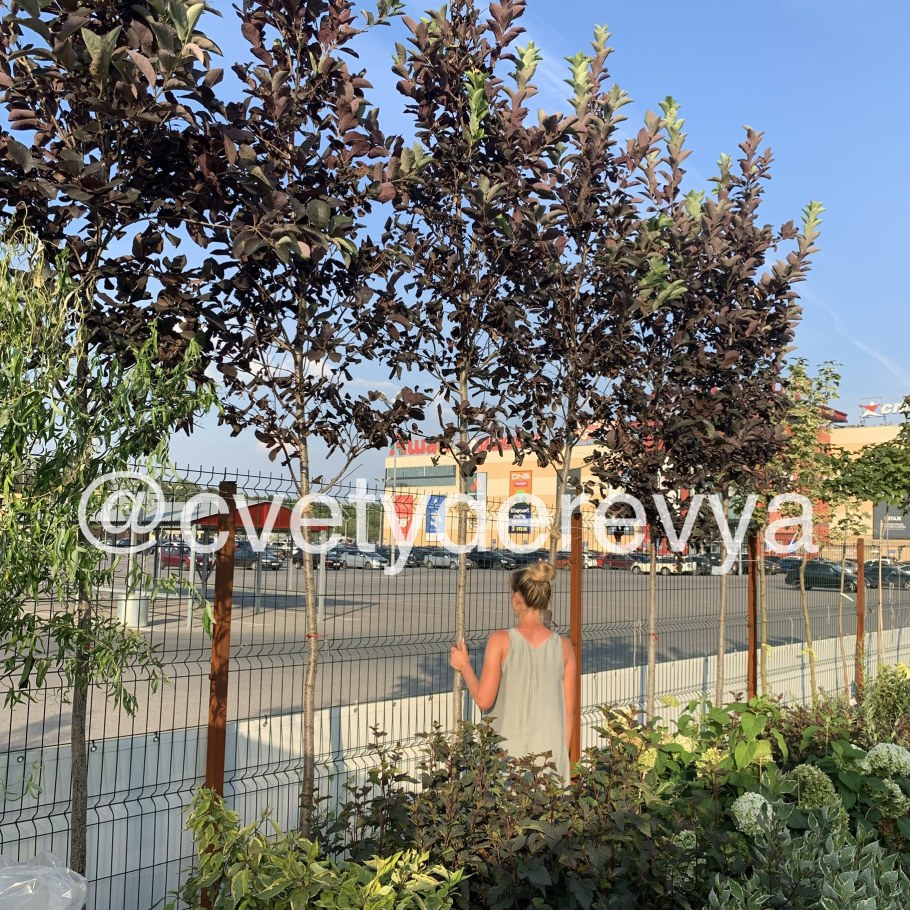 Фейхоа бонсай