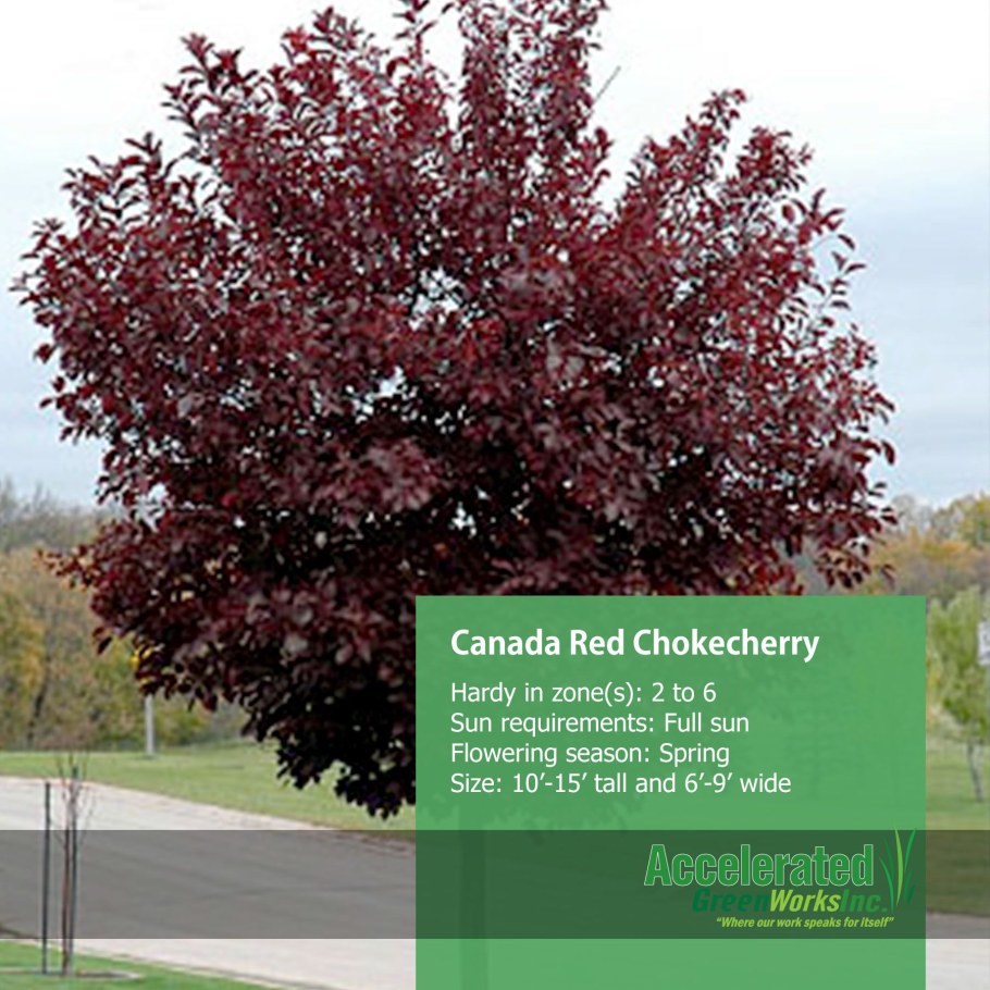 Черёмуха виргинская Shubert