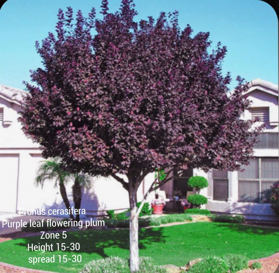 Слива Писсарди