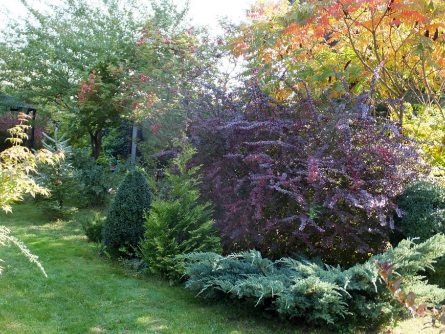 Дерен Элегантиссима Барбарис можжевельник