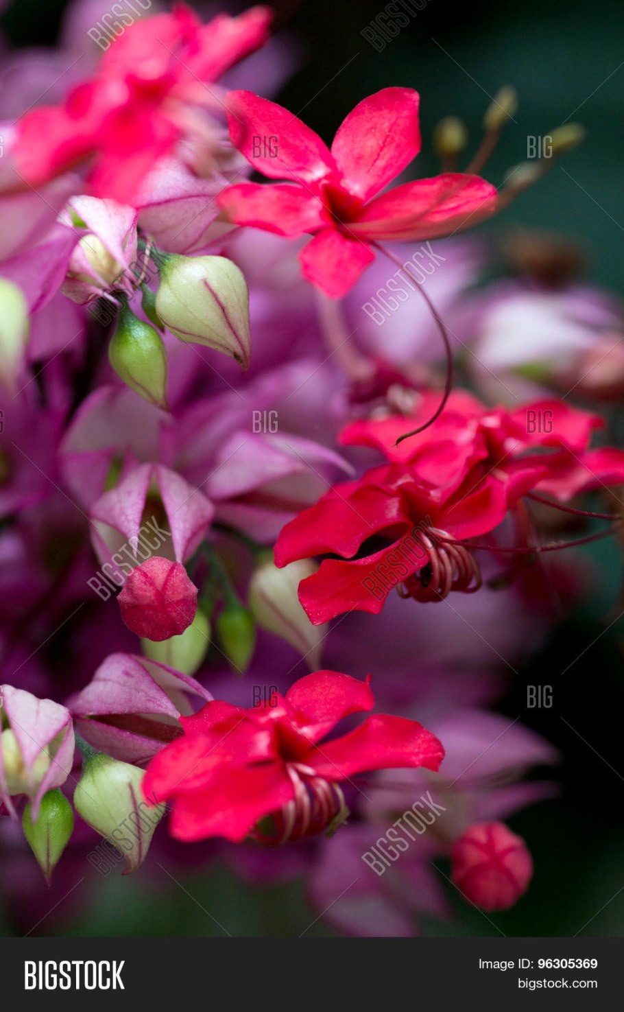 Сочетание сцветом фуусия