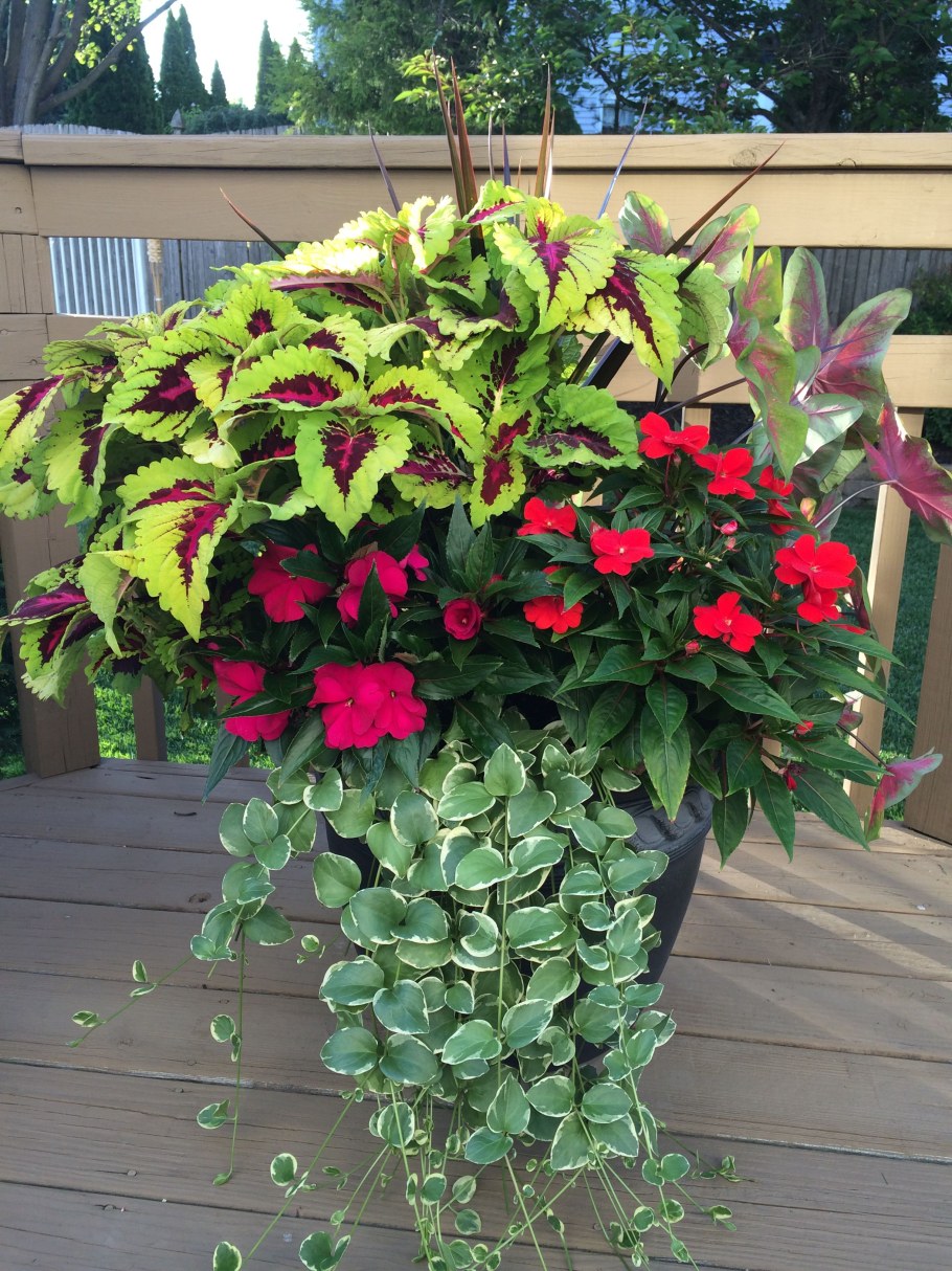 Ипомея колеус