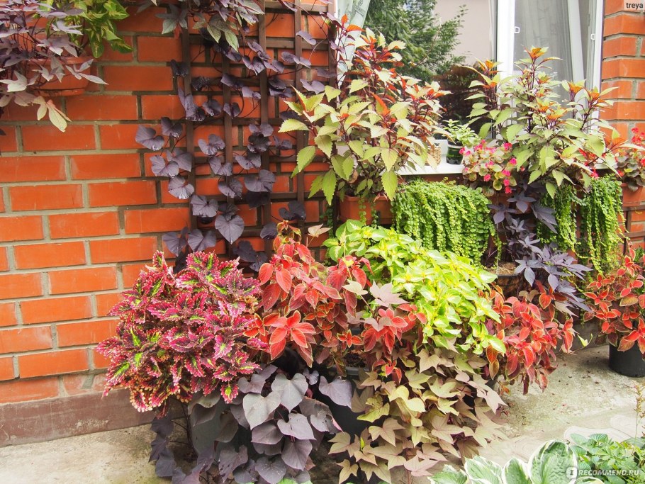 Ипомея батат