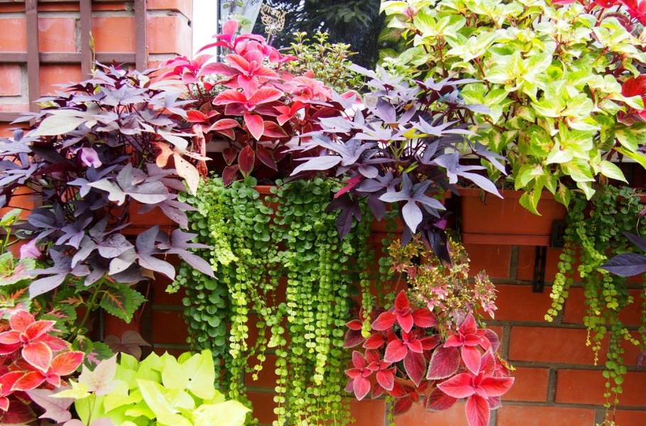 Колеус батат ипомея батат