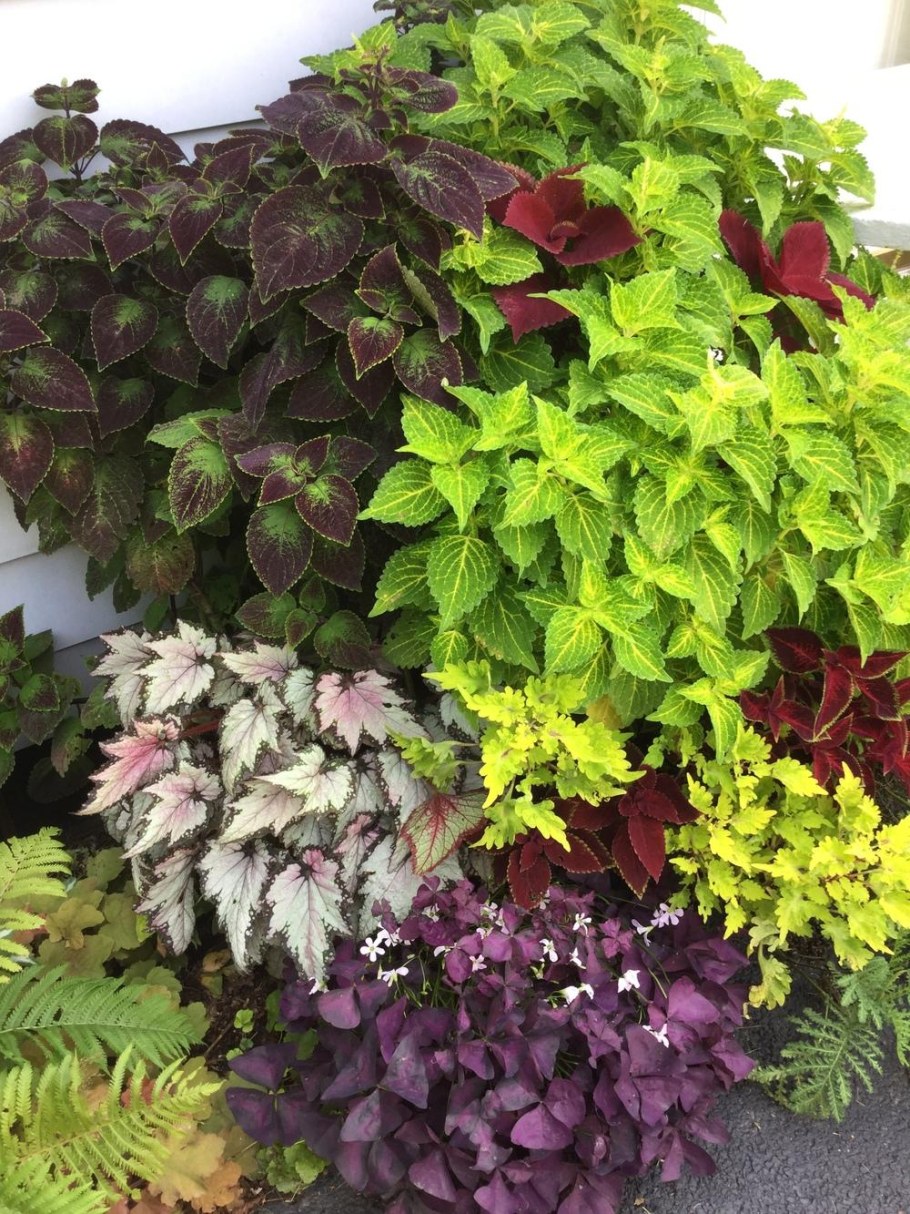 Ипомея колеус