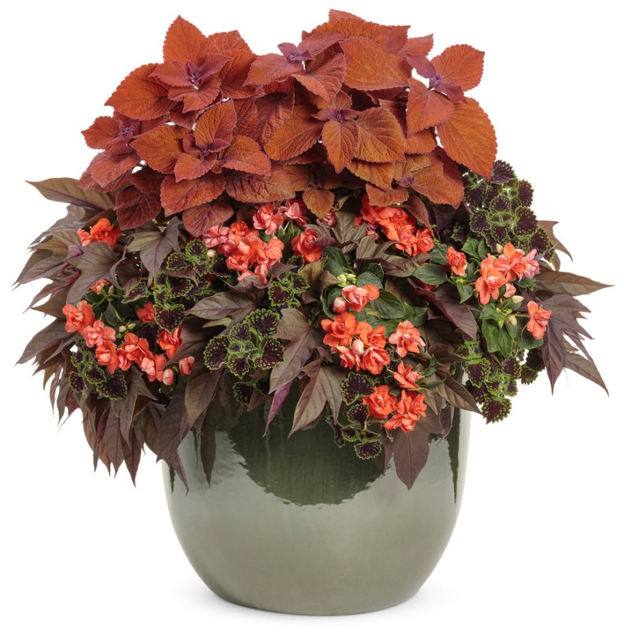 Бегония краснолистная крапчатая