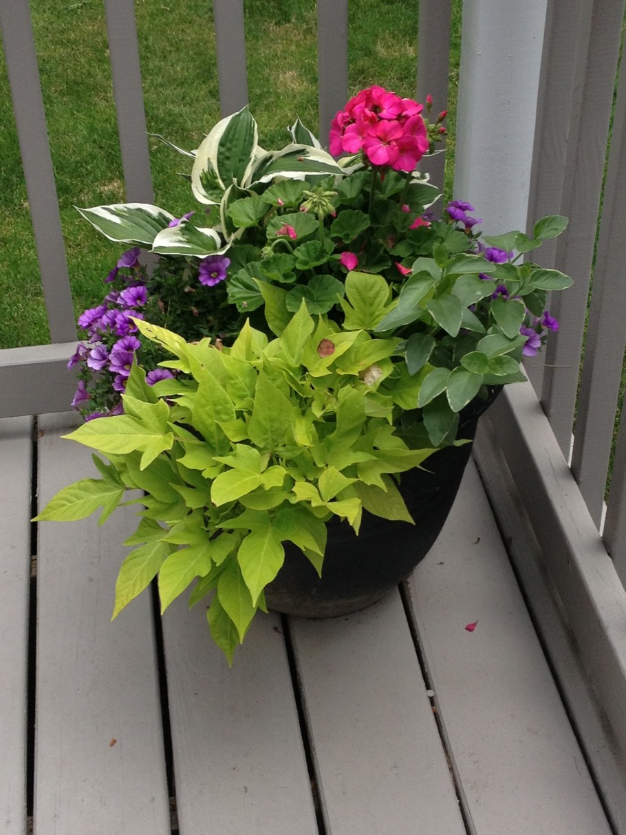 Ипомея колеус