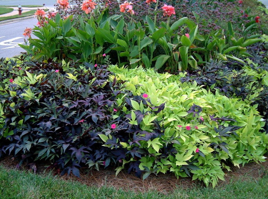 Ипомея батат