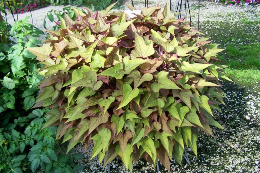 Ипомея батат зеленая