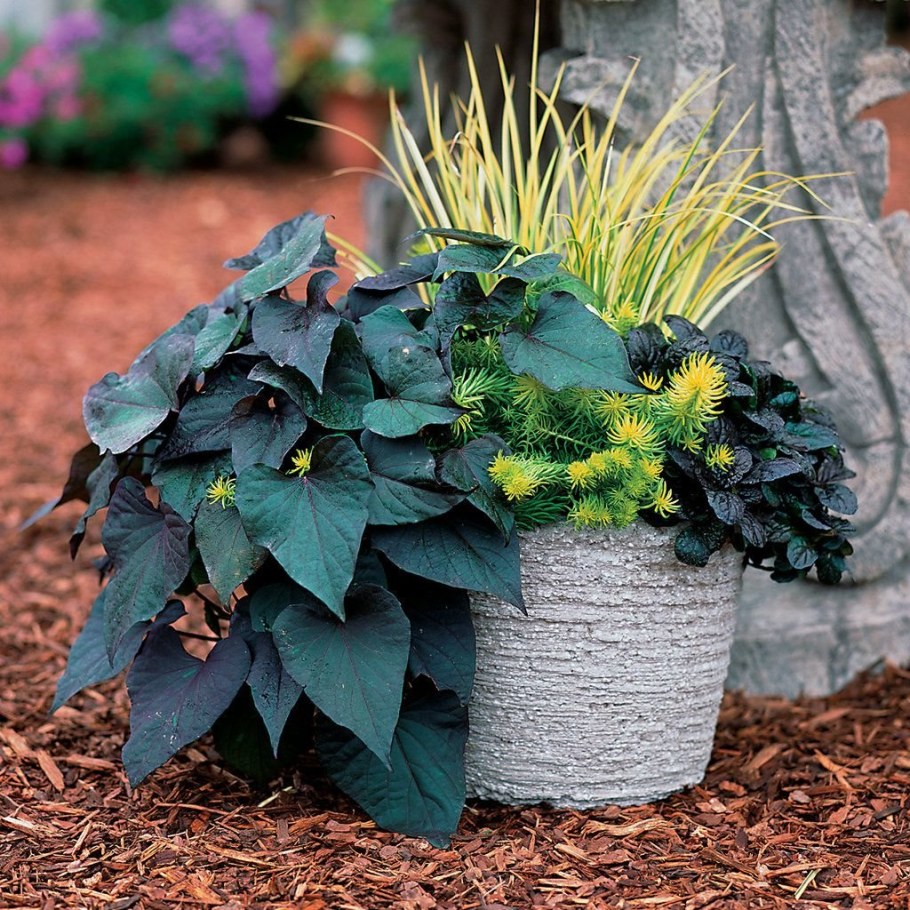 Ипомея батат в кашпо