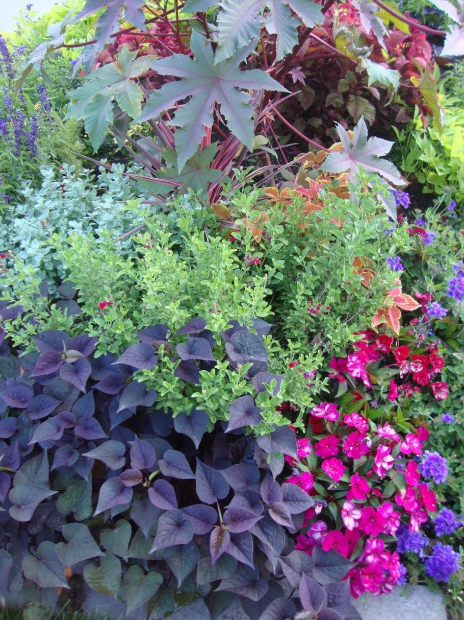 Ипомея ампельная