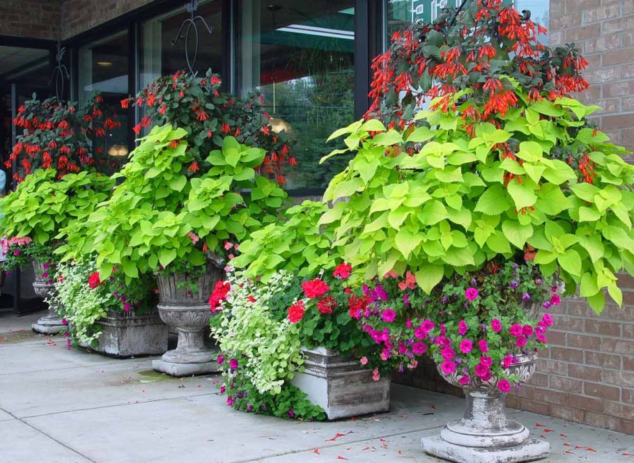 Ипомея колеус