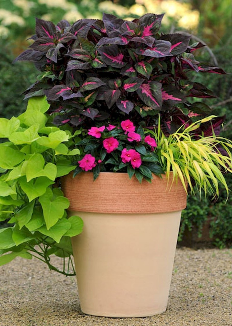 Ипомея ампельная