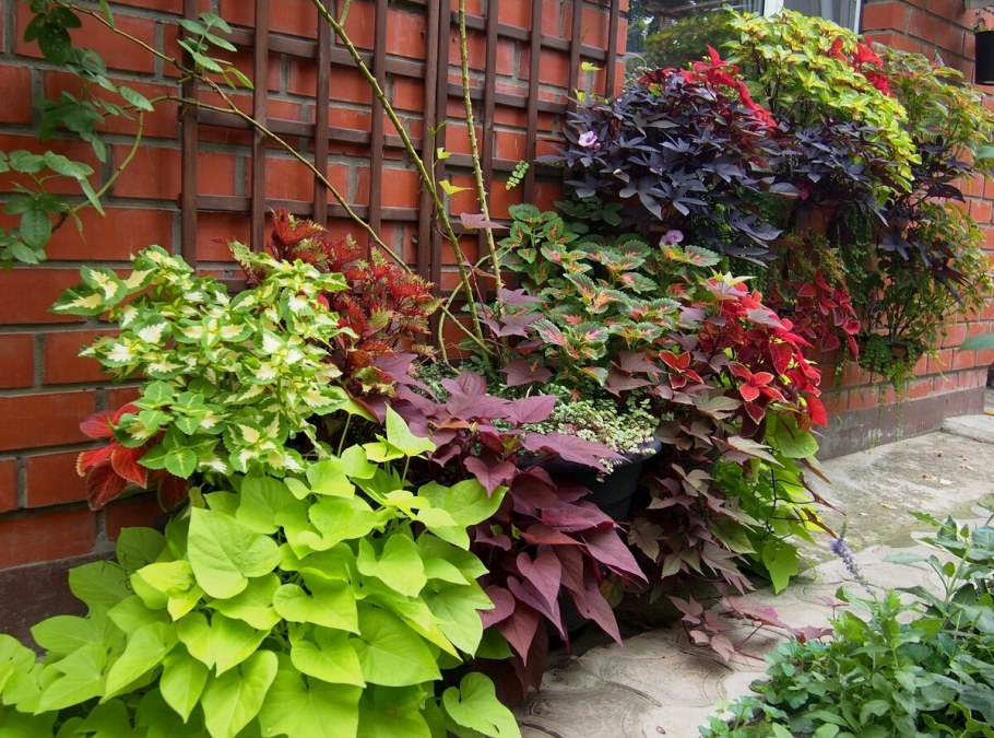 Ипомея батат