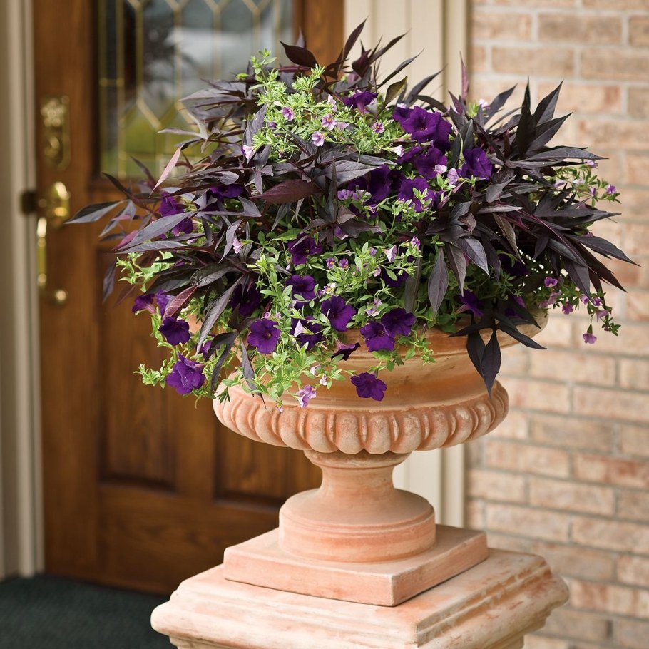 Колеус батат ипомея батат